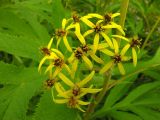 Senecio cannabifolius