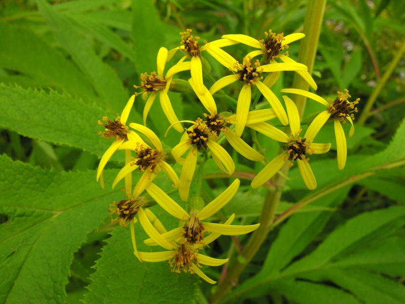 Image of Senecio cannabifolius specimen.