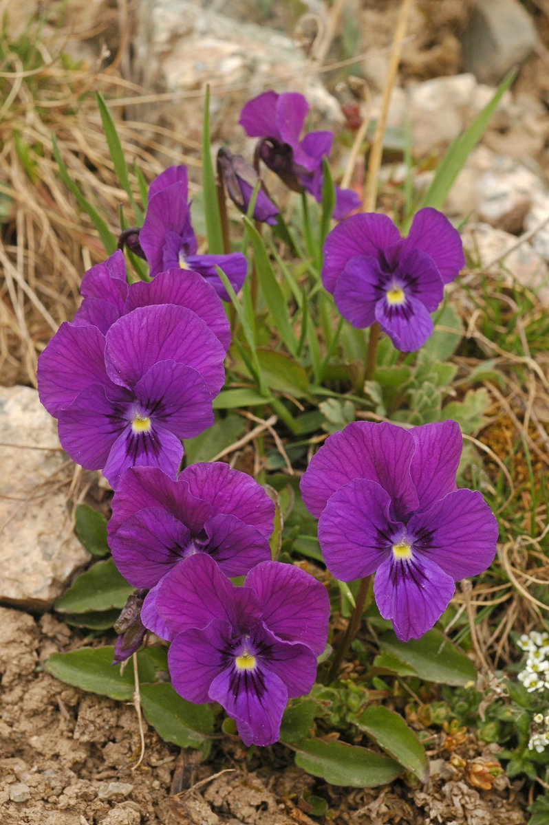 Image of Viola altaica specimen.