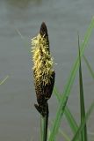 Carex