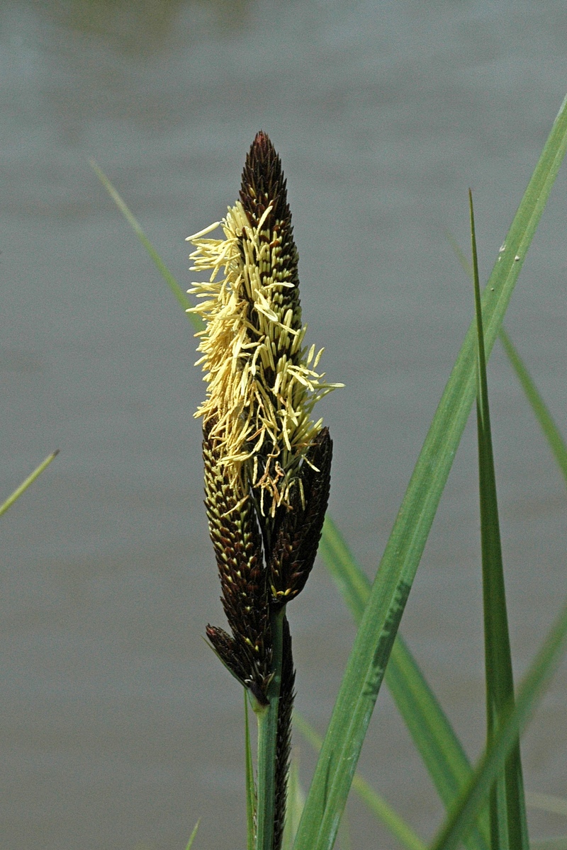 Image of genus Carex specimen.