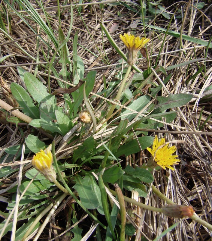 Image of Taraxacum bessarabicum specimen.