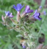 Anchusa officinalis