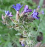 Anchusa officinalis. Соцветие. Польша, Беловежская Пуща, пос. Бяловежа. 21 июня 2009 г.