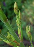 Yucca gloriosa