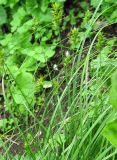 Carex spicata