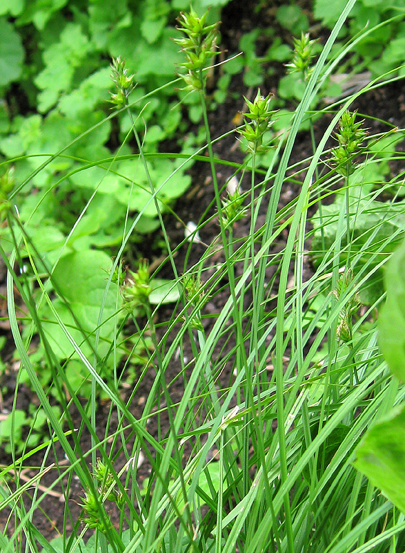 Image of Carex spicata specimen.