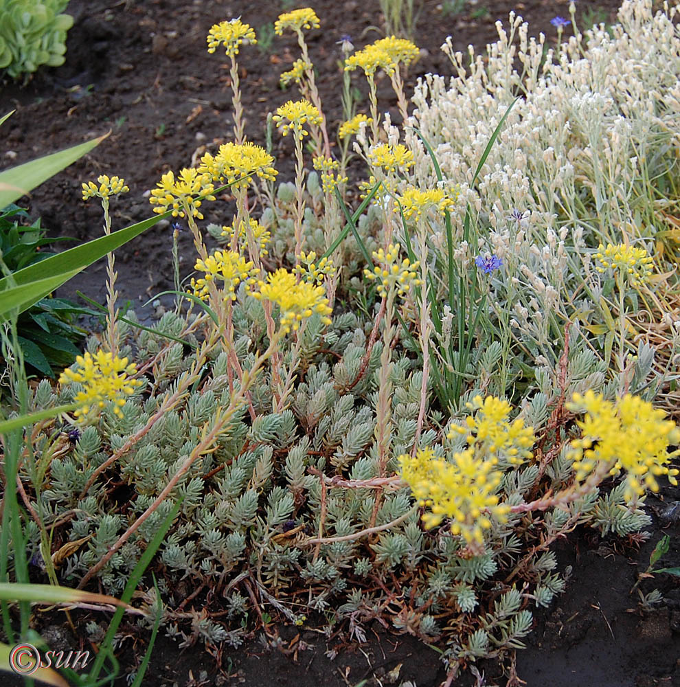 Изображение особи Sedum reflexum.