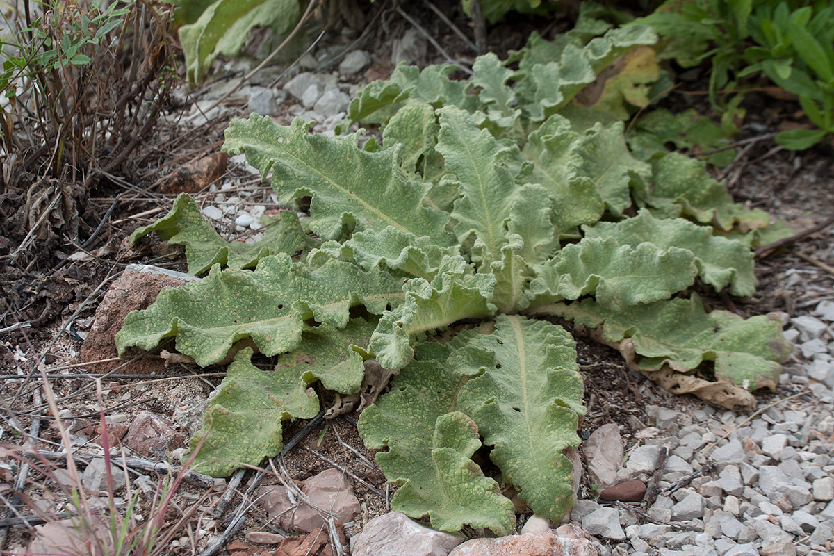 Изображение особи Verbascum sinuatum.