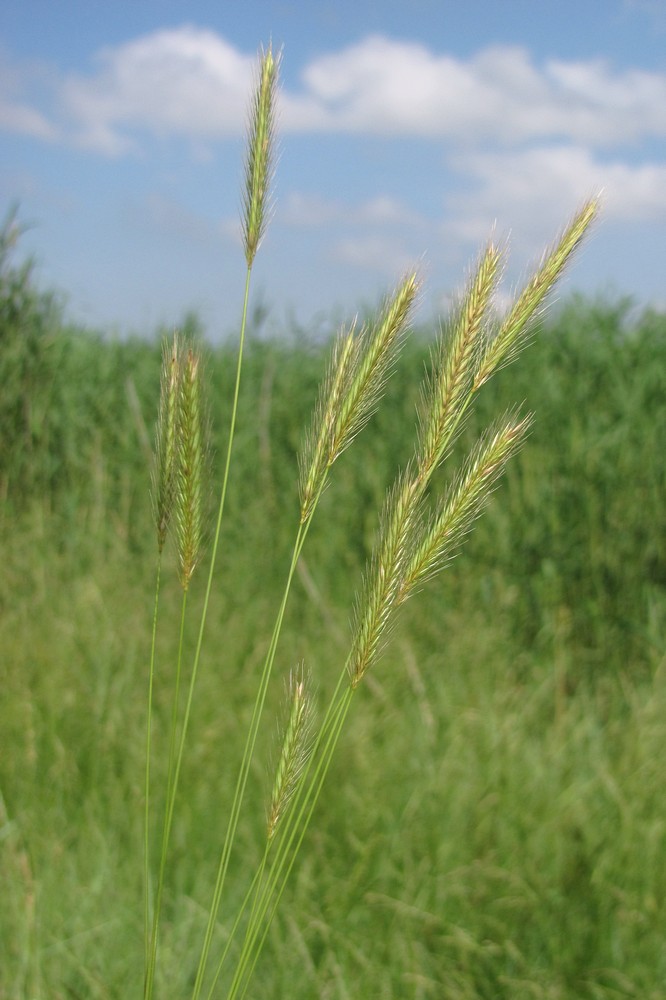 Изображение особи Hordeum secalinum.