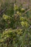 genus Valeriana