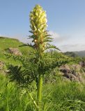 Pedicularis condensata. Верхушка цветущего растения. Адыгея, Кавказский биосферный заповедник, хр. Каменное Море, ≈ 2000 м н.у.м., субальпийский луг. 13.06.2015.