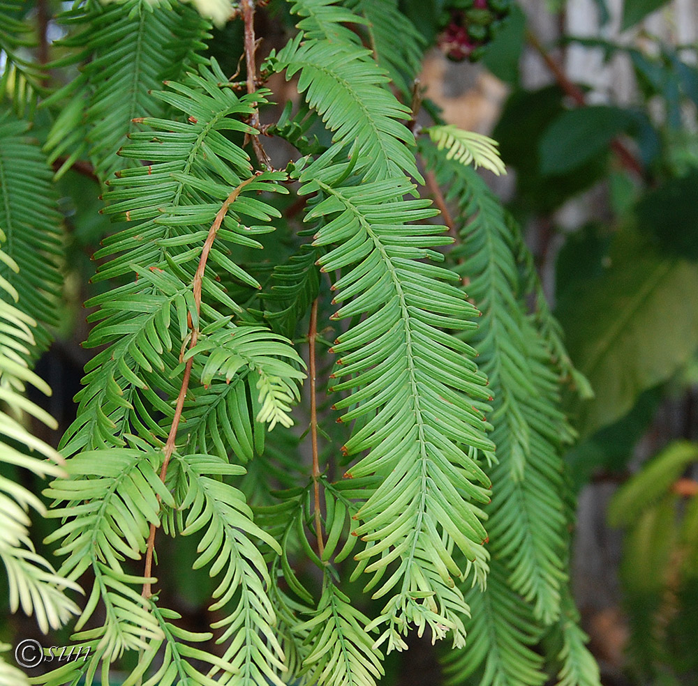 Изображение особи Metasequoia glyptostroboides.