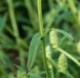 Nepeta nervosa