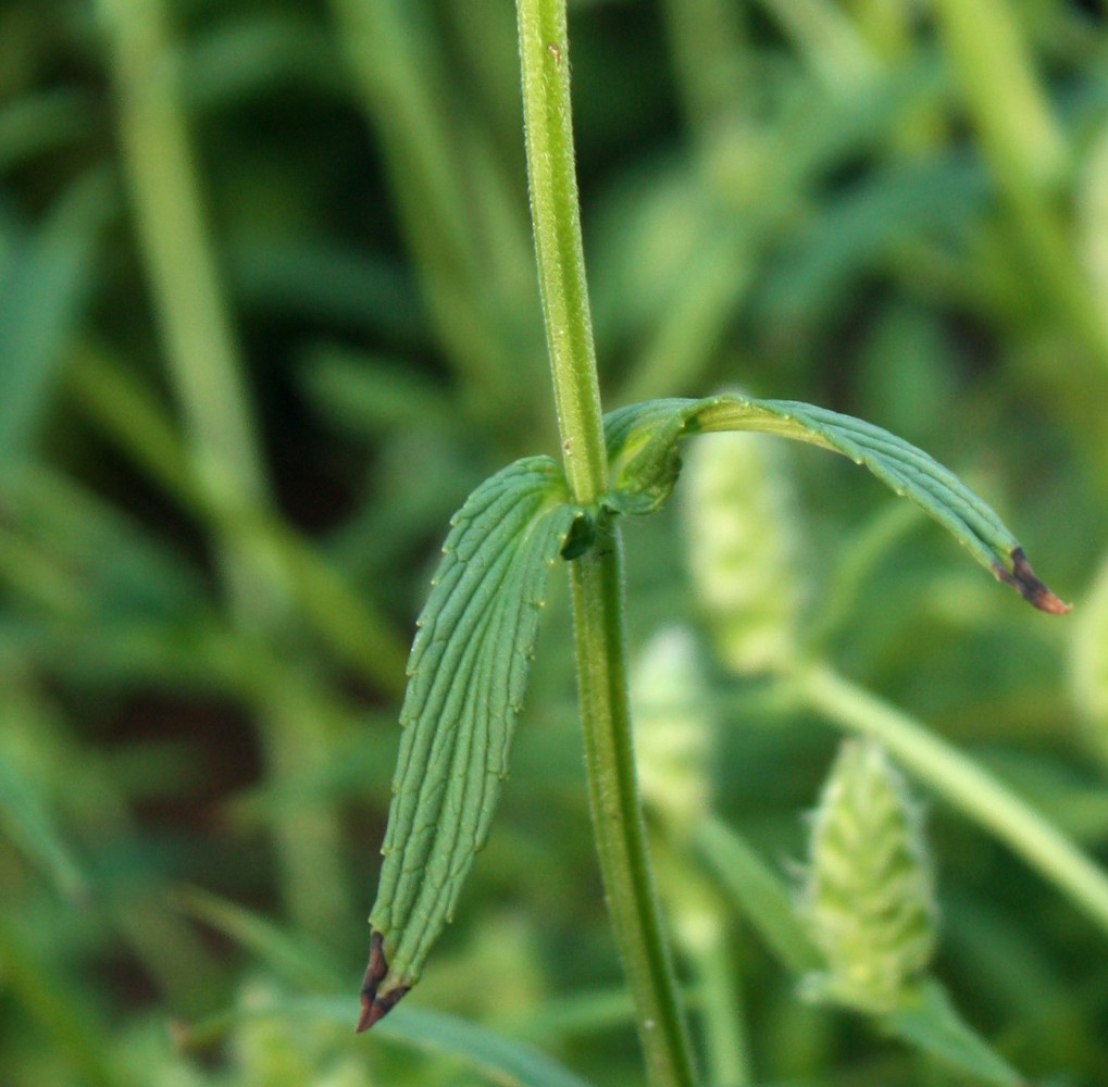 Image of Nepeta nervosa specimen.