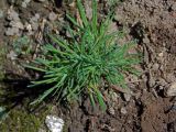 Larix kamtschatica