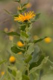 Inula grandiflora. Верхушка цветущего растения. Адыгея, Майкопский р-н, плато Лаго-Наки, хр. Каменное море, субальпийский луг. 19.07.2015.