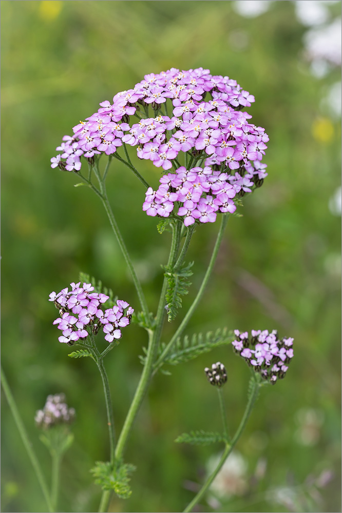 Image of Achillea apiculata specimen.