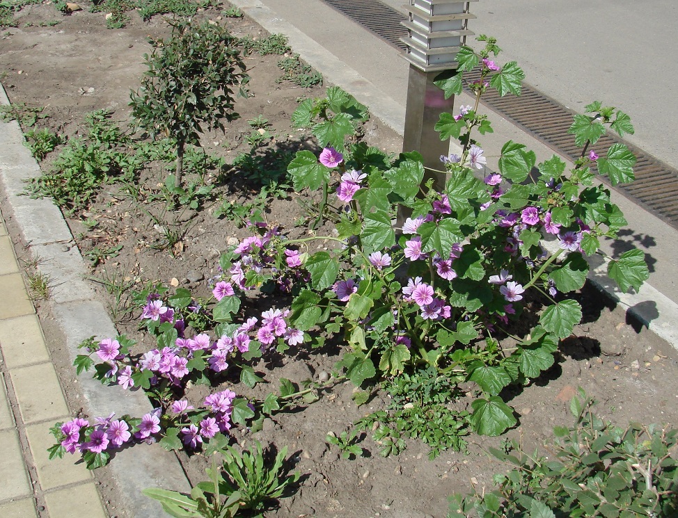 Image of Malva mauritiana specimen.