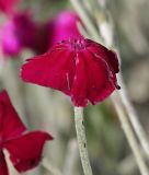 Lychnis coronaria. Цветок. Коми, окр. г. Сыктывкар, пос. Максаковка, дачный участок. 23.08.2014.