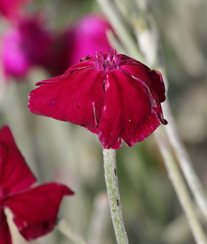 Image of Lychnis coronaria specimen.