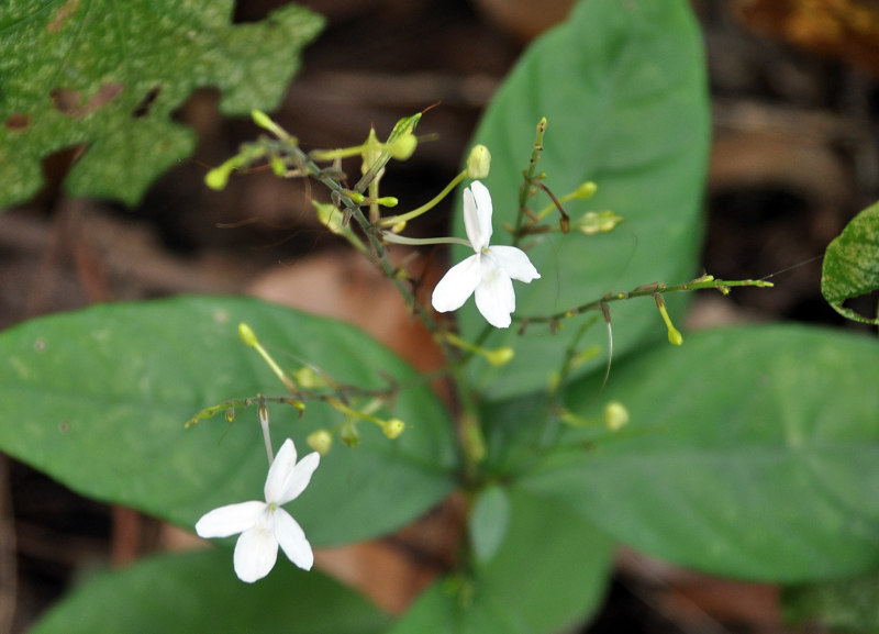 Image of Pseuderanthemum album specimen.