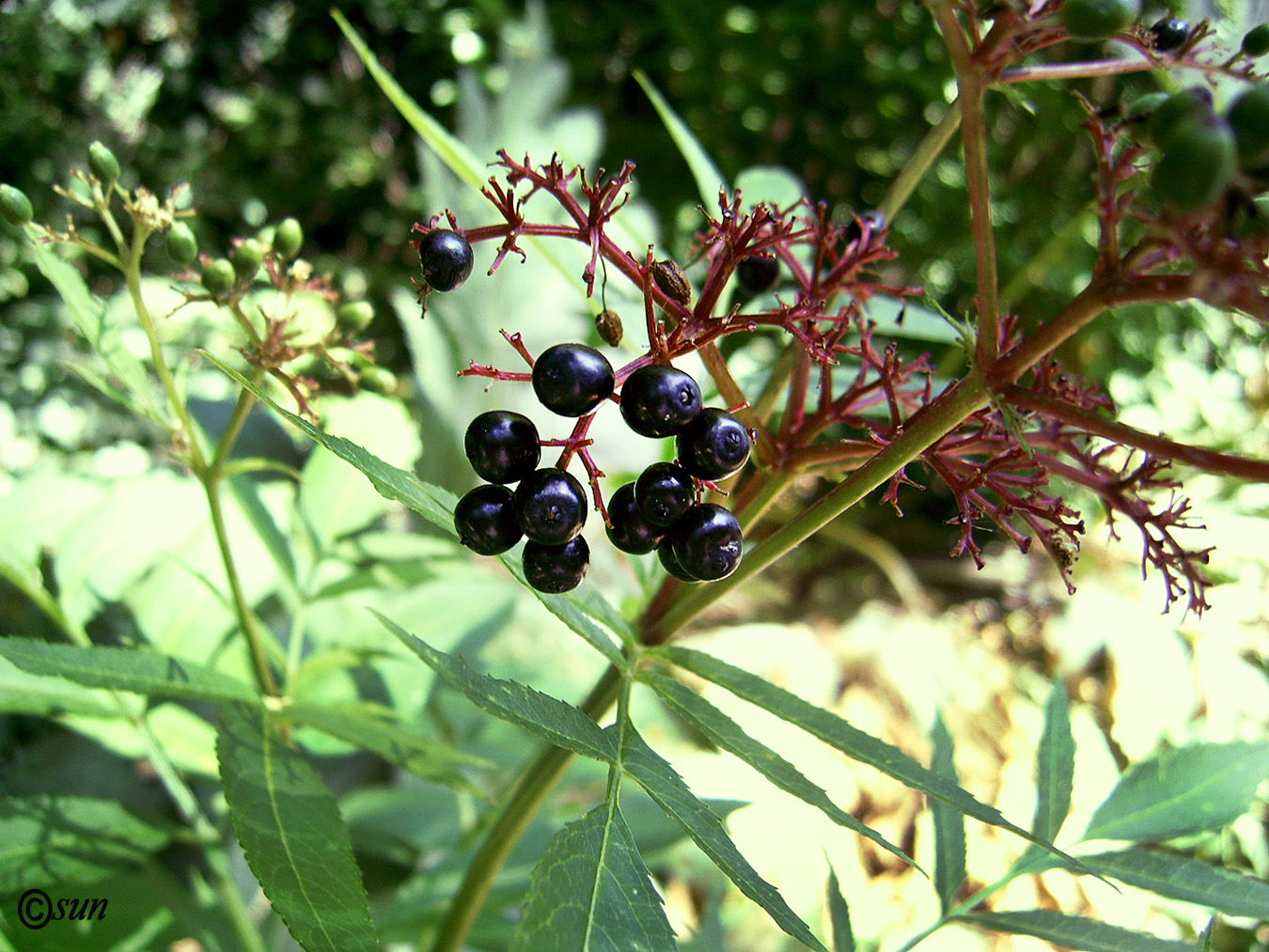 Изображение особи Sambucus ebulus.