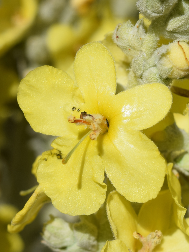 Image of Verbascum songaricum specimen.