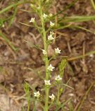 Thesium alatavicum. Часть соцветия. Кыргызстан, Нарынская обл., левый берег р. Нарын, долина руч. Бурган-Суу. 05.06.2015.