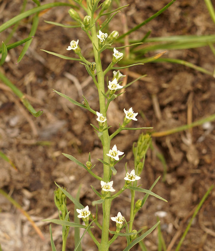 Изображение особи Thesium alatavicum.