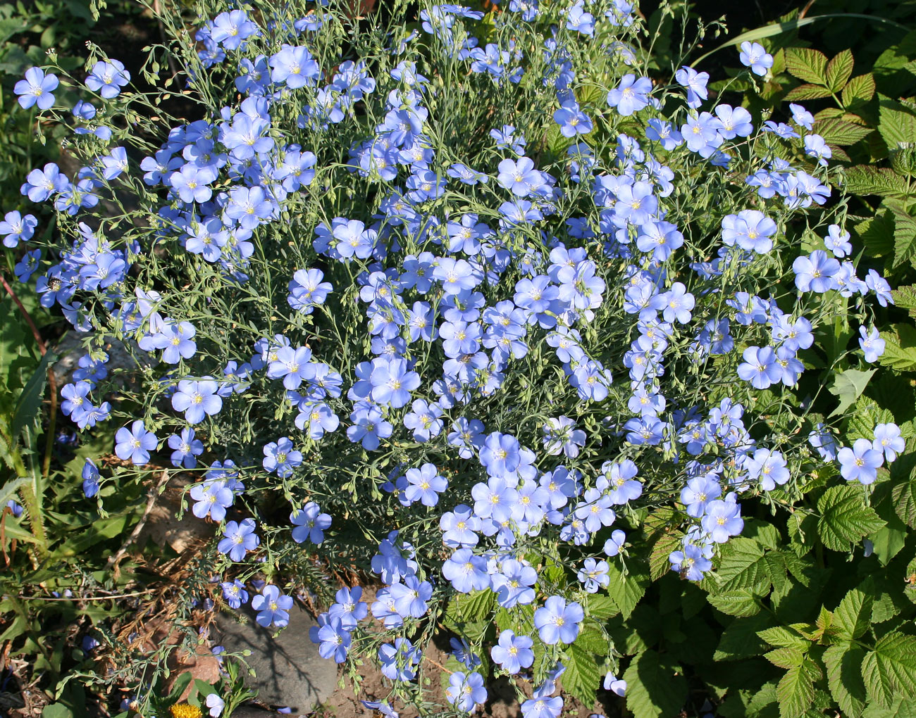 Изображение особи Linum perenne.