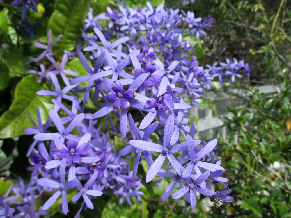 Изображение особи Petrea volubilis.