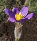 Pulsatilla multifida