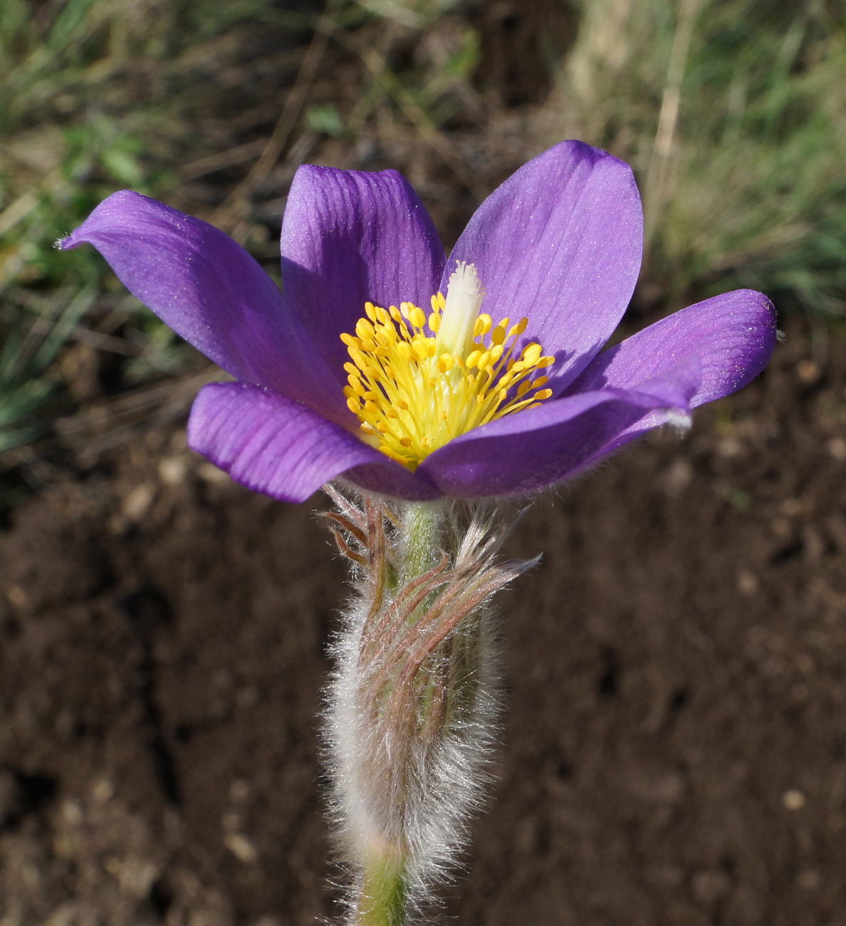 Image of Pulsatilla multifida specimen.