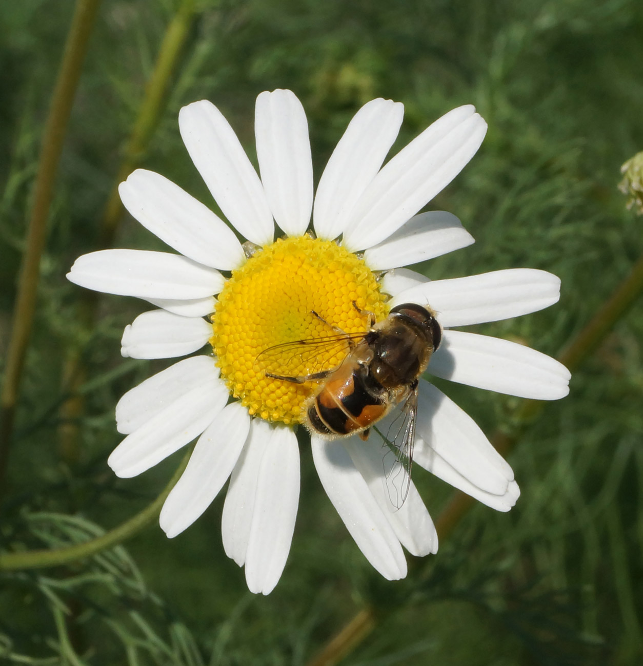 Изображение особи Tripleurospermum inodorum.