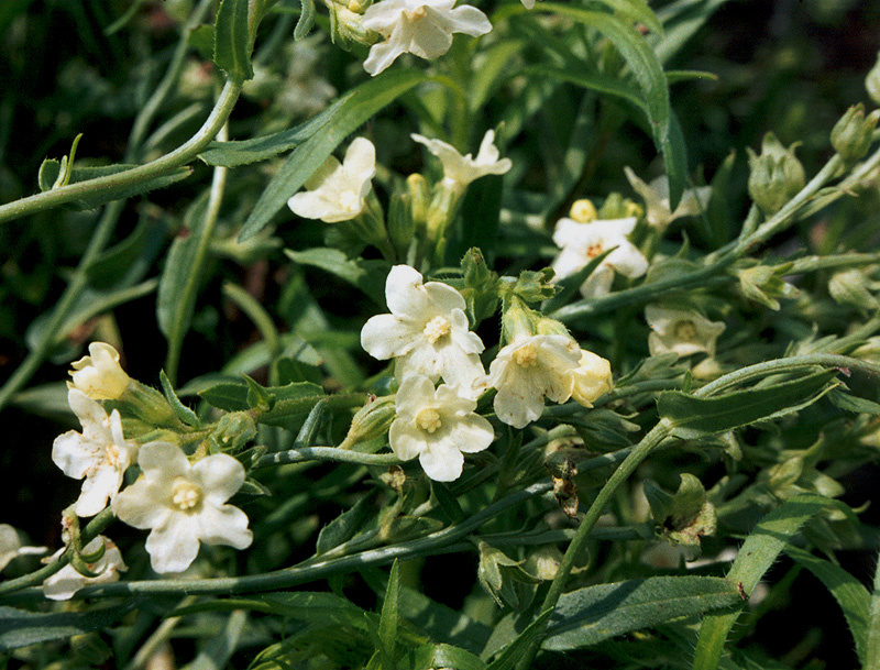 Image of Anchusa popovii specimen.