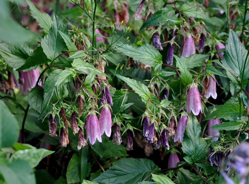 Изображение особи Campanula takesimana.