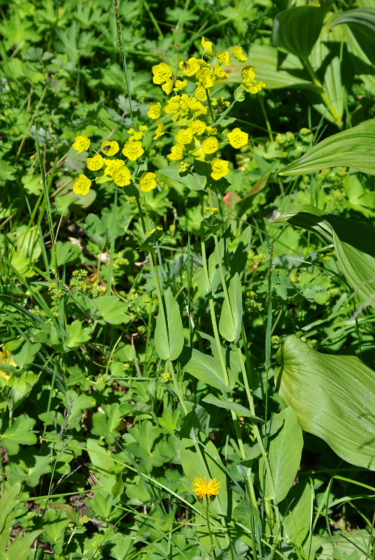 Изображение особи Bupleurum longifolium ssp. aureum.