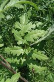 Phlomoides hissarica
