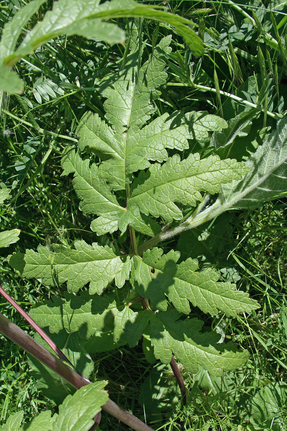 Image of Phlomoides hissarica specimen.