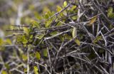 Rhamnus lycioides ssp. oleoides