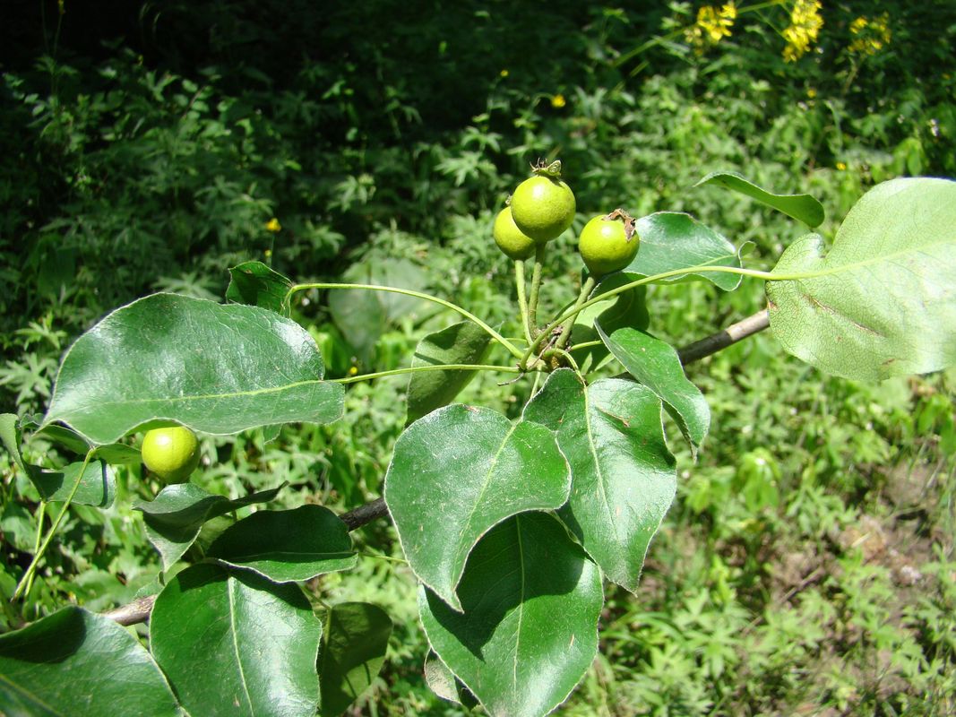 Изображение особи Pyrus pyraster.