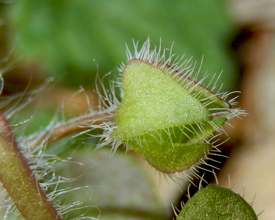 Image of Veronica hederifolia specimen.