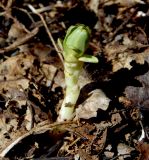 Euphorbia condylocarpa