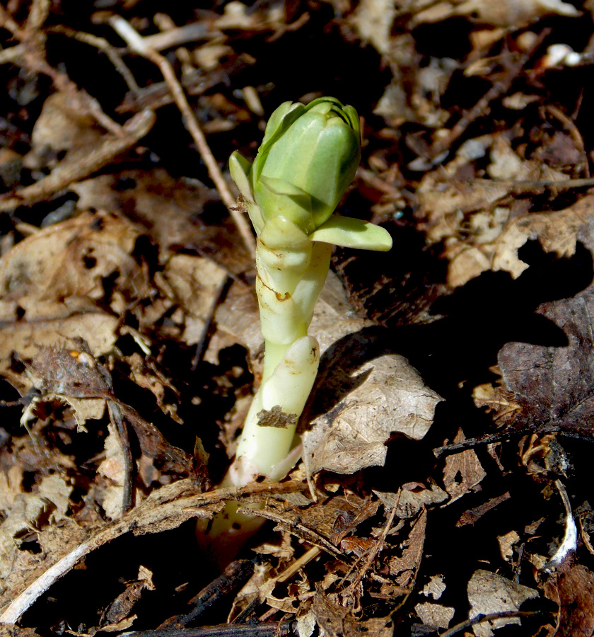 Image of Euphorbia condylocarpa specimen.
