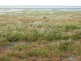Tripolium pannonicum subspecies tripolium. Аспект цветущих растений на морском берегу. Нидерланды, Северное море, остров Схирмонниког. 17 сентября 2006 г.