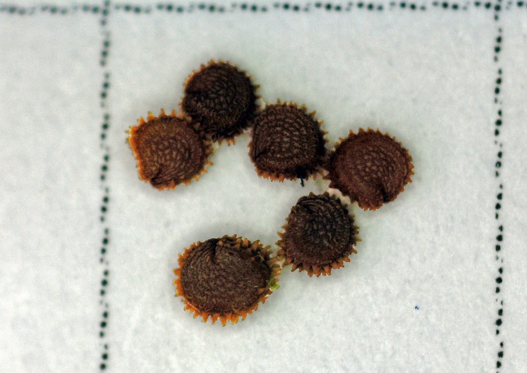 Image of Stellaria neglecta specimen.