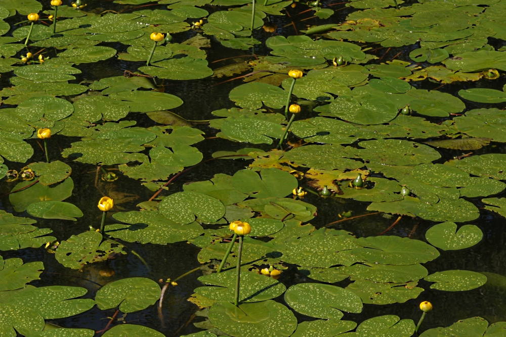 Image of Nuphar lutea specimen.