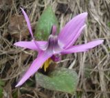 Erythronium sibiricum