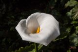 Zantedeschia aethiopica